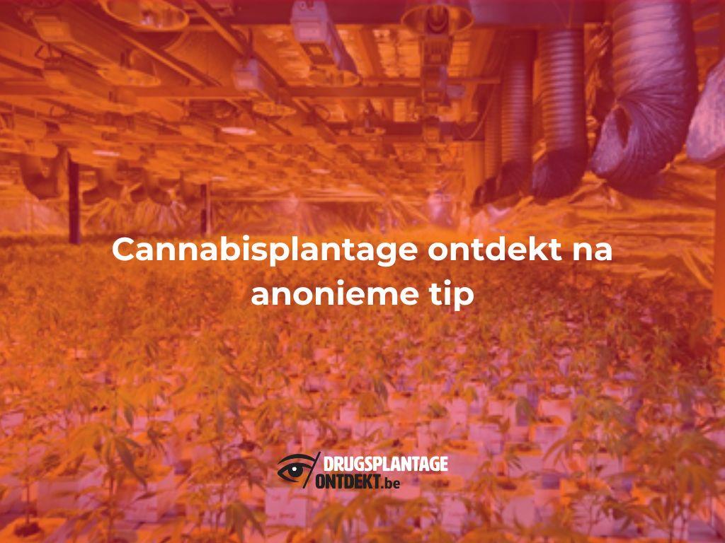 Veerle, Laakdal - Politiezone Geel-Laakdal-Meerhout ontdekt cannabisplantage na anonieme tip